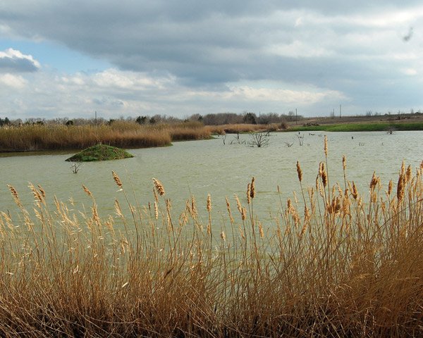 A body of water with trees and mounds of earth sticking out of it. On the shores, wheat or another crop seem to surround it.