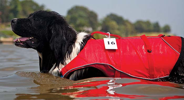  A closer shot of a black newfoundland dog smiling while standing in the water with a red lifejacket and the number 16 labeled on it.