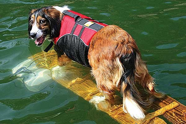 Doggy Boat Ramp