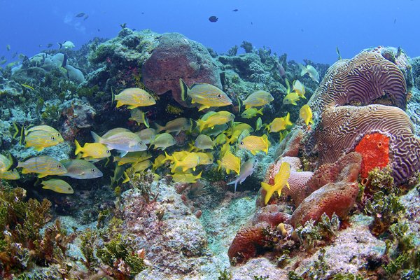 Spectacular diving can be found near the island. (Photo: Pat Ford)