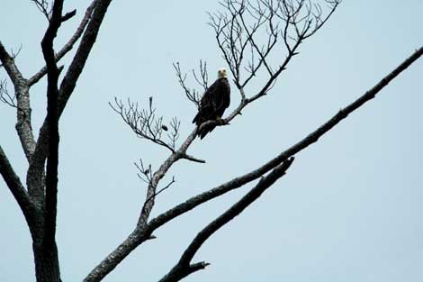 Bald Eagle on a Tree