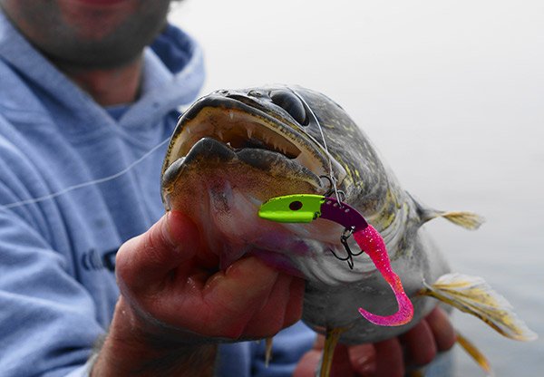 Walleye with Lure