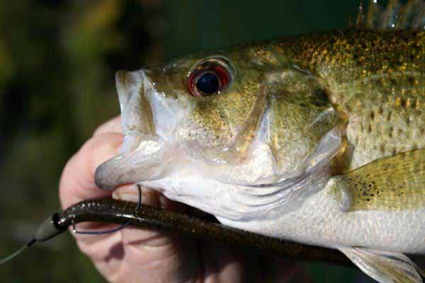 Ozark Smallmouth Bass Fishing with Lure