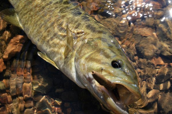 Ozark Smallmouth Bass