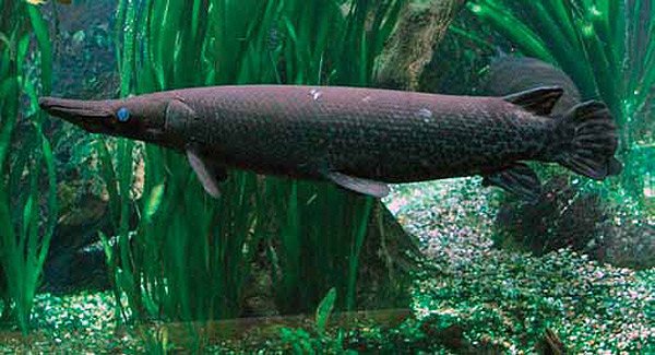 Alligator Gar in a Fish Tank