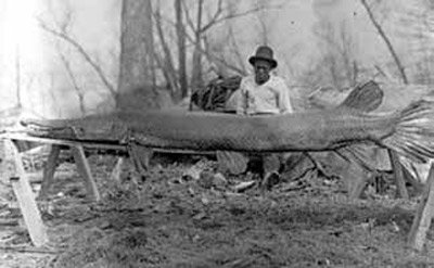 Giant Alligator Gar, Moon Lake, Mississippi in 1910