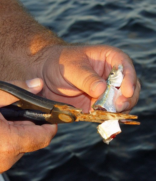 Bait Fish