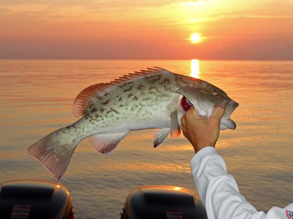 Fish Caught in the Gulf of Mexico