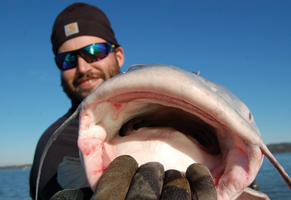 Blue Catfish Excitement