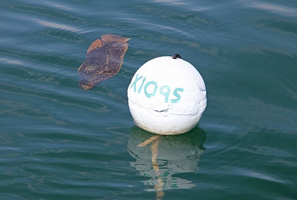 Buoy and Floating Tripletail