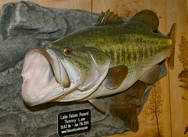Falcon Lake Record Bass