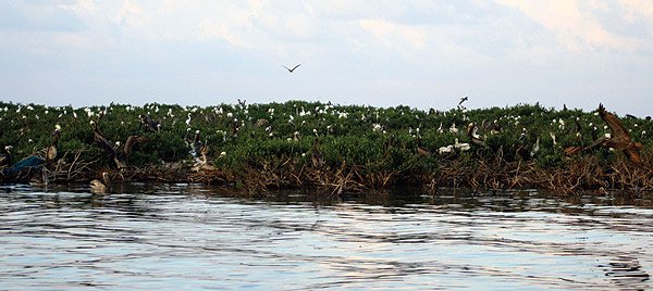 Cat Island Before the BP Oil Spill