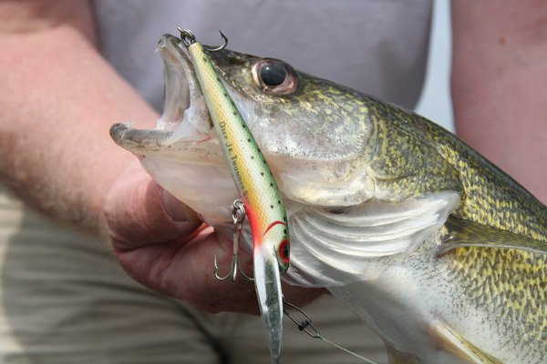 Trophy Walleyes