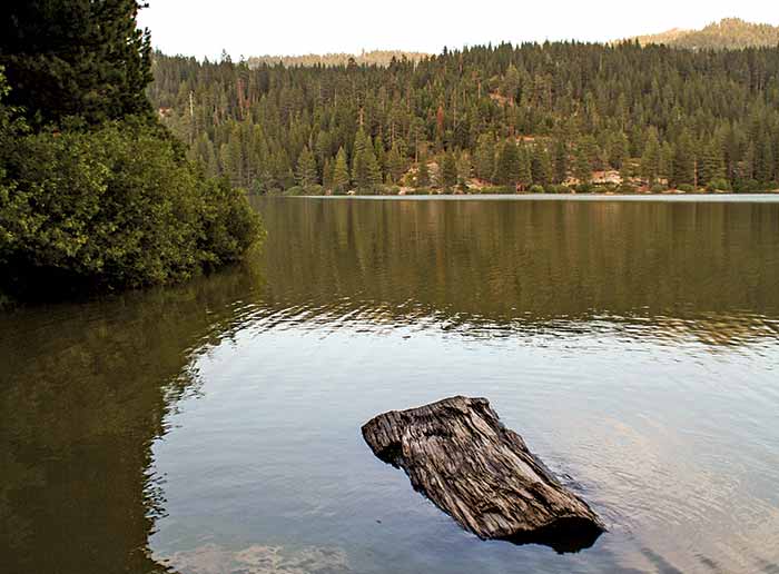 Log floating in lake