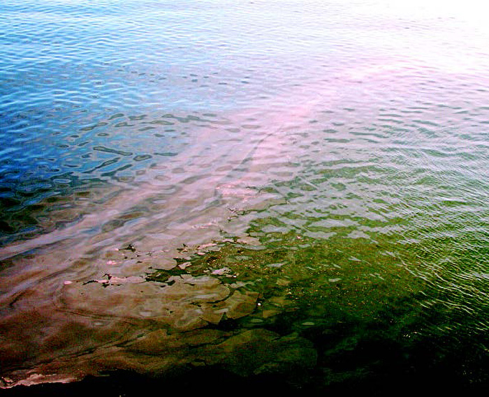 Red tide in the Gulf of Mexico