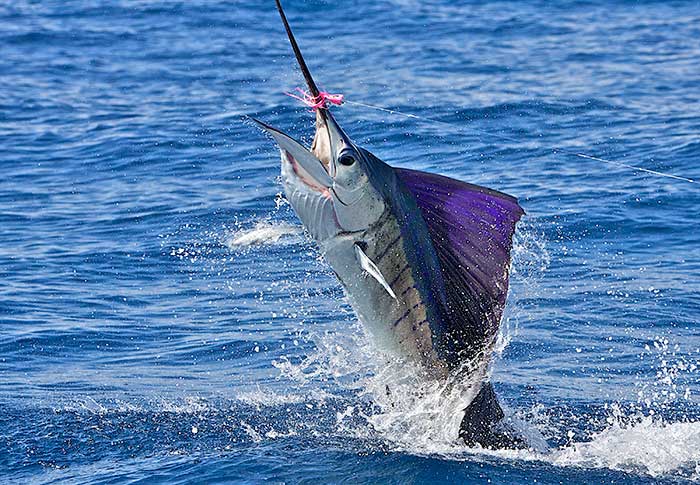 Sailfish jumping out of the blue water with a pink lure visible in its mouth