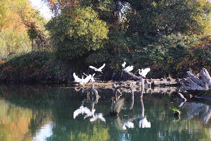Egrets in San Joaquin River