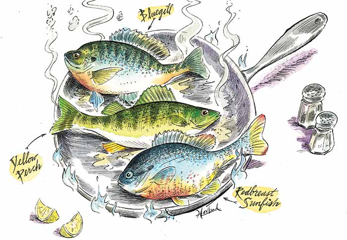 Celebrating The All-American Panfish