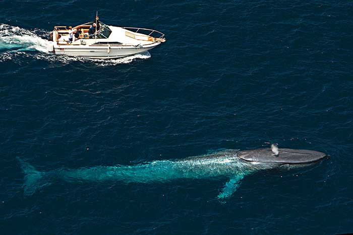 Whale surfaces near boat