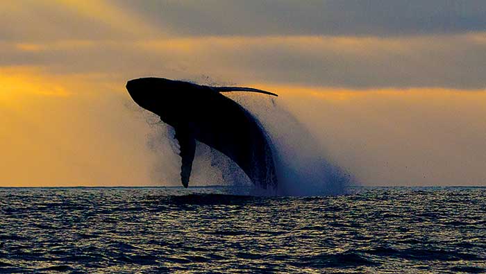 Breaching whale at sunset