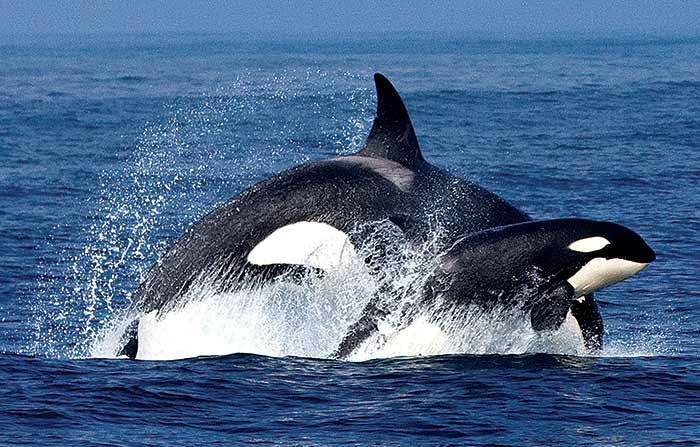 An adult and calf orca whale skim the surface
