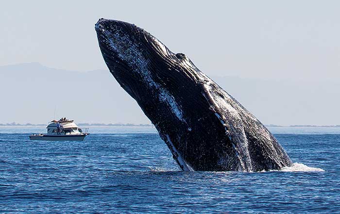 A humpback breaches very near a whale-watching vessel