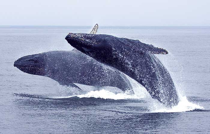 Two humpback whales breach like acrobats in tandem