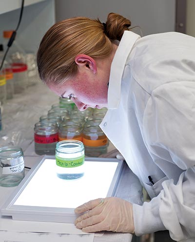 A scientist in a lab coat examing a sample of the shrimp-like mysida