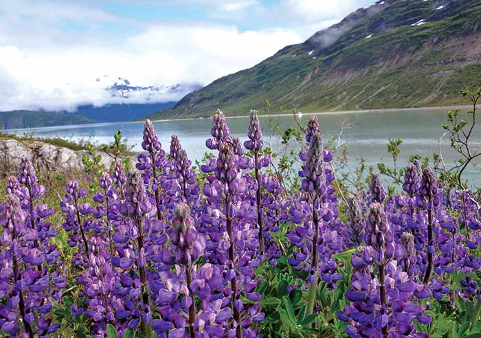 Purple flowers surround Glacier Bay