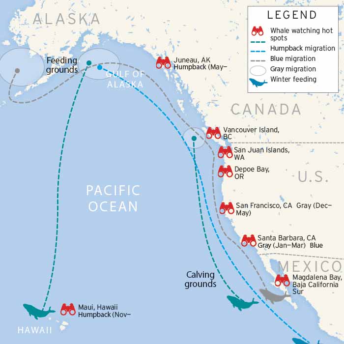 Killer Whale Migration Map