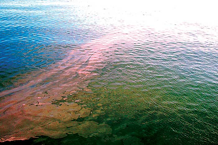 The 2021 Red Tide Report  BoatUS