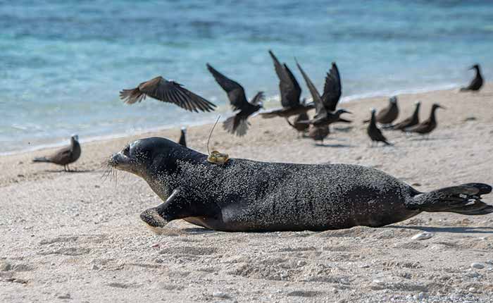 Rehabilitated Hawaiian Monk seal