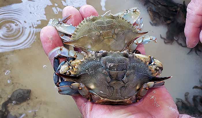 Hard crab shed its shell to become a soft crab
