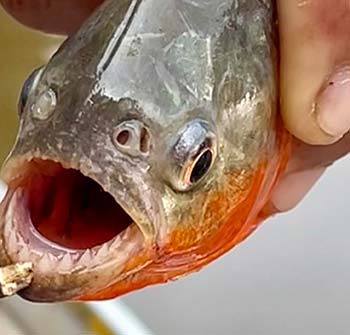 Piranha closeup