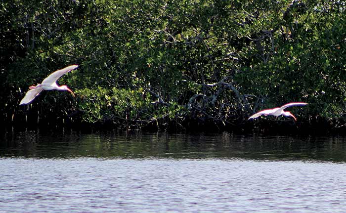 Everglades scenery birds take flight