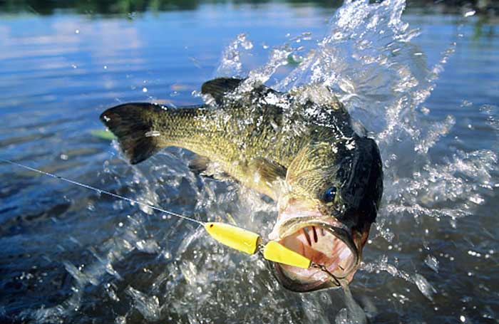 Largemouth bass exploses out of the water