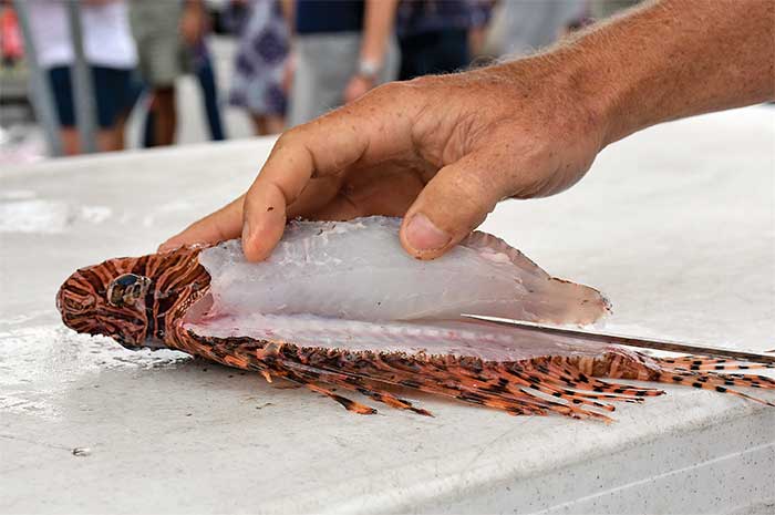 Lionfish laying on white table being cut open with a long knife with people in the background