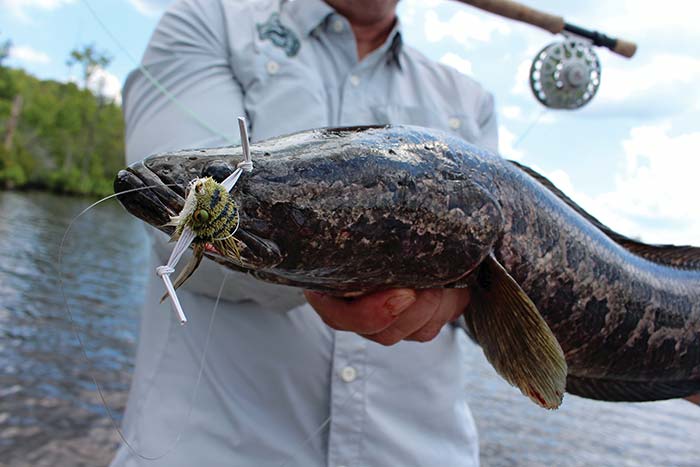 Person holding a snakehead fish with hook and yellow and green fishing lure still in its mouth, fishing reel and water in the background