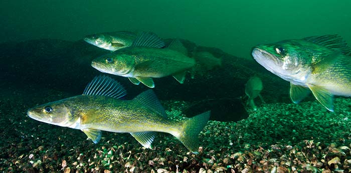 School of walleye fish swimming near the rocky lake bottom in greenish water