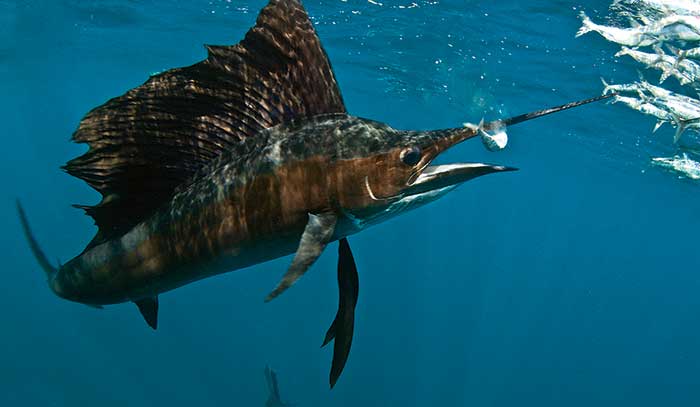 Sailfish eats fish from a bait ball