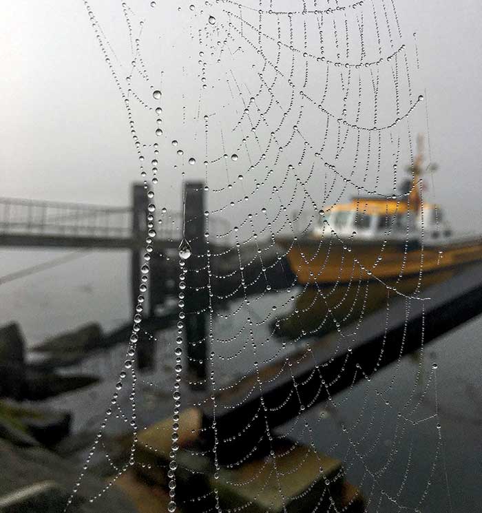 Photo Contest Scenic Winner: Image of a spider web with water droplets taken from the top of the gangway with a pilotboat anchored in the fog in the background