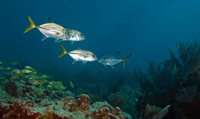 School of tuna swimming in coral reef