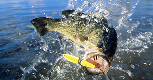 10 Topwater Fishing Tips