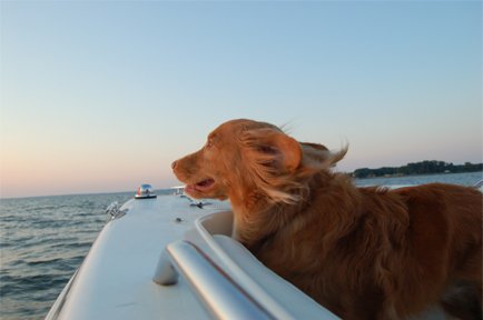 Best Boating Dogs - BoatUS Magazine