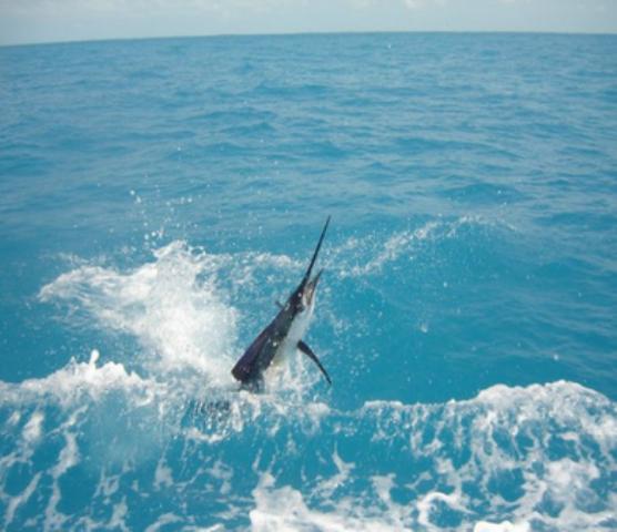 Reef Light Tackle, LLC