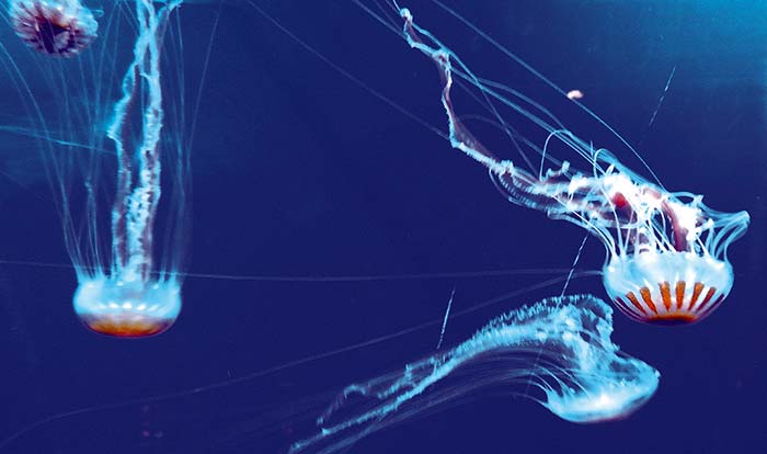 does tobacco help jellyfish stings It's First Aid Friday! Today's Topic: The weather has finally warmed up in Melbourne which makes it a great time to hit the beach. But with the How To Treat Jellyfish Stings